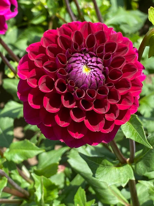 Jason Matthew Dahlia