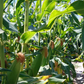 Temptress F1 Corn