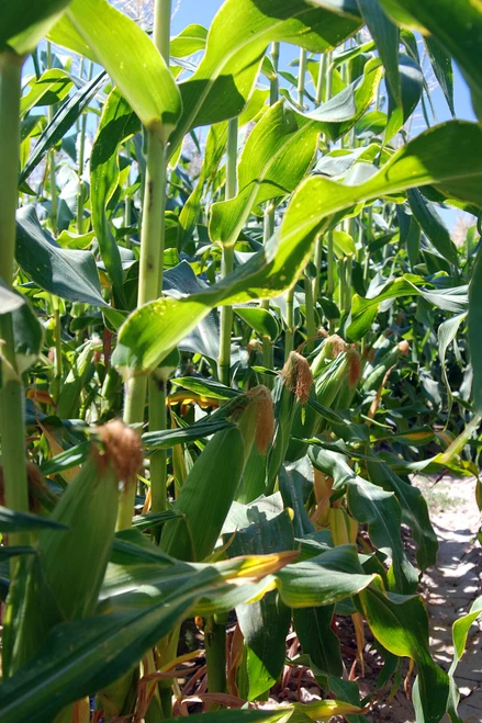 Temptress F1 Corn