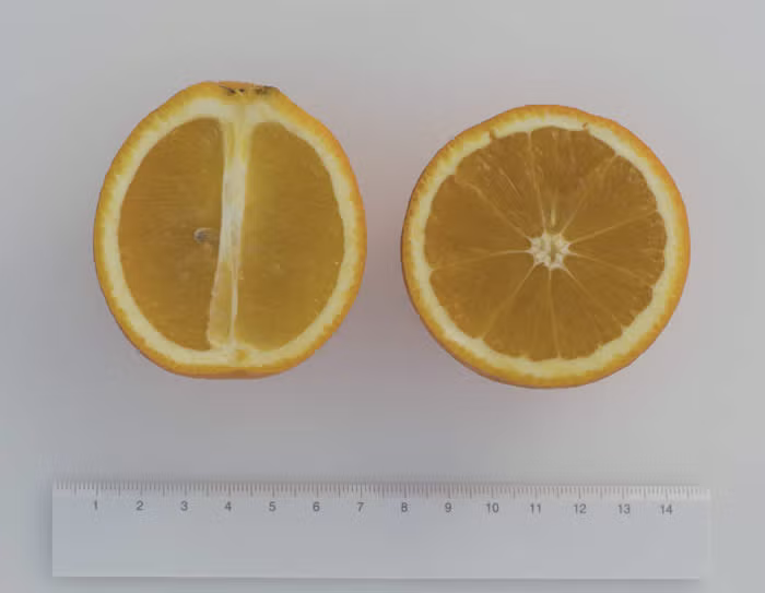 Salustiana Sweet Orange Budwood citrus plant material online shopping