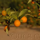 Marumi Kumquat Budwood citrus plant material online shopping
