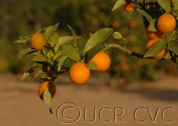 Marumi Kumquat Budwood citrus plant material online shopping