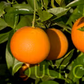 Delfino Blood Orange Budwood citrus plant material online shopping