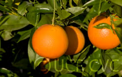Delfino Blood Orange Budwood citrus plant material online shopping