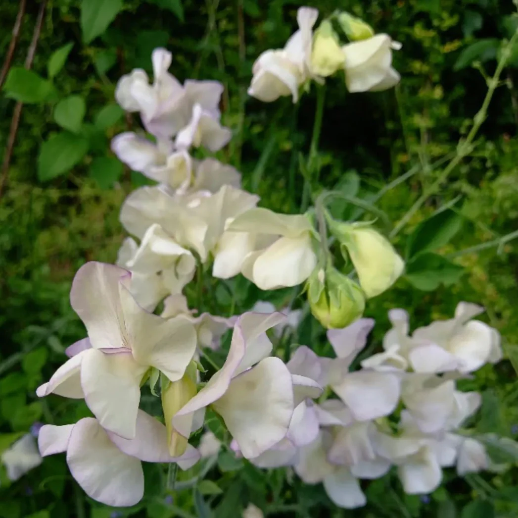 Old Times Sweet Pea seeds online shopping