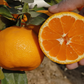 Miho Wase Satsuma Mandarin Plant citrus plant material online shopping