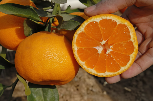Miho Wase Satsuma Mandarin Plant citrus plant material online shopping