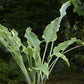 Holar Wild Side Hosta Plants online shopping