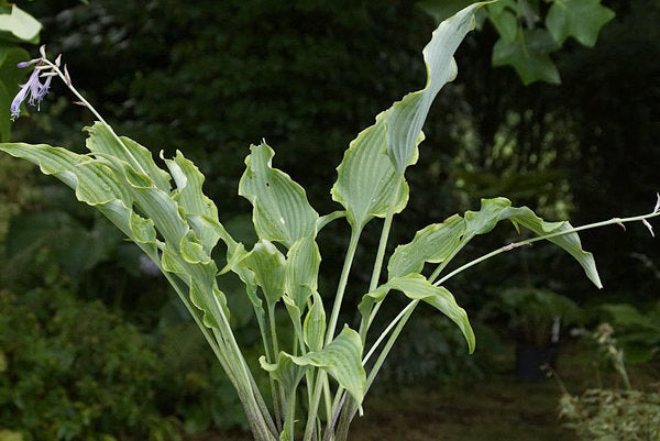 Holar Wild Side Hosta Plants online shopping