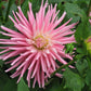 Park Princess Dahlia