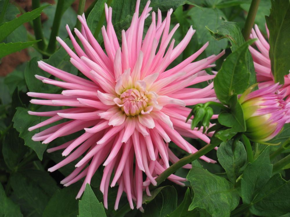 Park Princess Dahlia