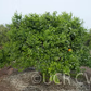 Koster Tangor Mandarin Budwood citrus plant material online shopping