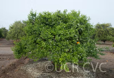 Koster Tangor Mandarin Budwood citrus plant material online shopping