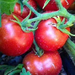 Manitoba Tomato