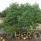 Rojo Blanco Pummelo Hybrid Budwood citrus plant material online shopping