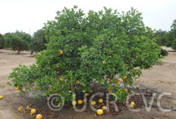 Rojo Blanco Pummelo Hybrid Budwood citrus plant material online shopping