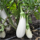 Snowy F1 Organic Aubergine