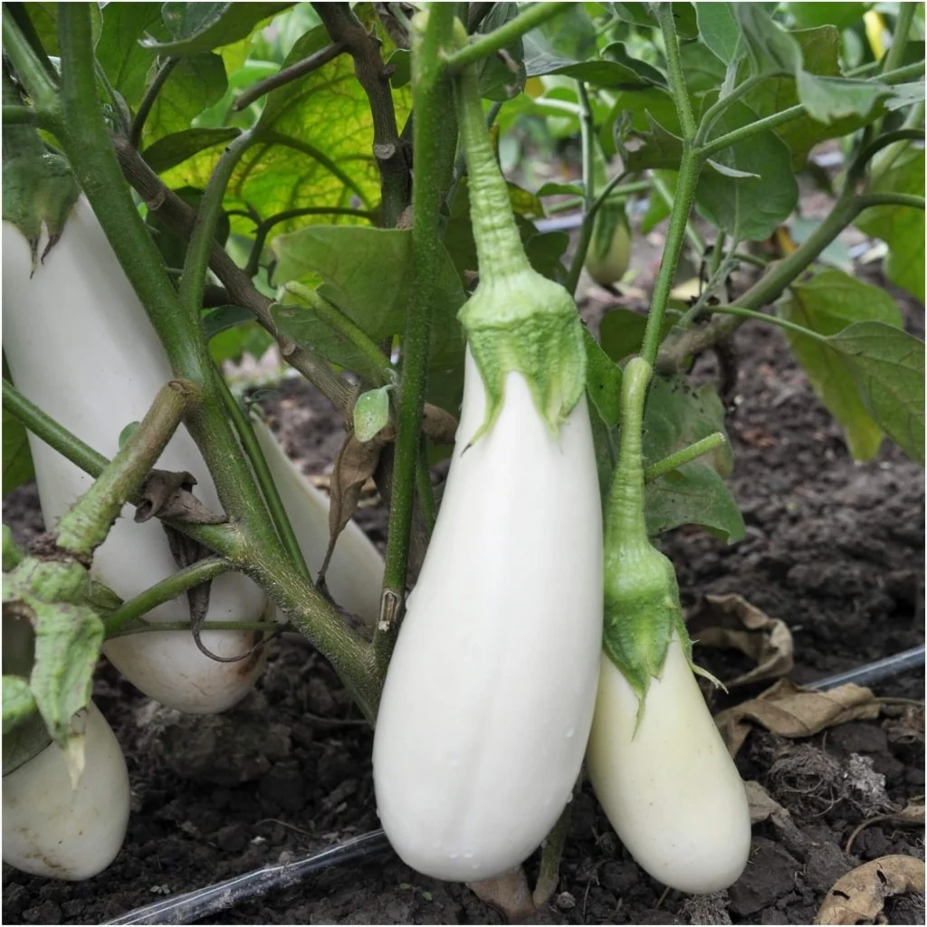 Snowy F1 Organic Aubergine