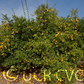Rich 16-6 Trifoliate Seed citrus plant material online shopping