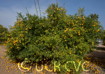Rich 16-6 Trifoliate Seed citrus plant material online shopping