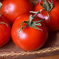 Red Racer Tomato