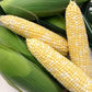 Enchanted F1 Corn