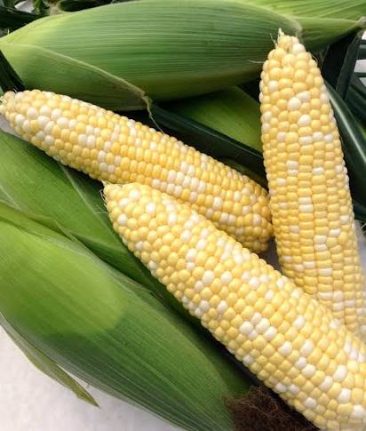 Enchanted F1 Corn