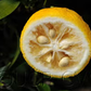 Yuzu Ichandrin Papeda Hybrid Budwood citrus plant material online shopping