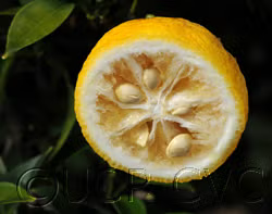 Yuzu Ichandrin Papeda Hybrid Budwood citrus plant material online shopping