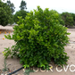 US Seedless Surprise USDA 1-77-19 Tangelo Mandarin Budwood citrus plant material online shopping
