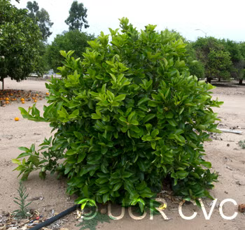 US Seedless Surprise USDA 1-77-19 Tangelo Mandarin Budwood citrus plant material online shopping