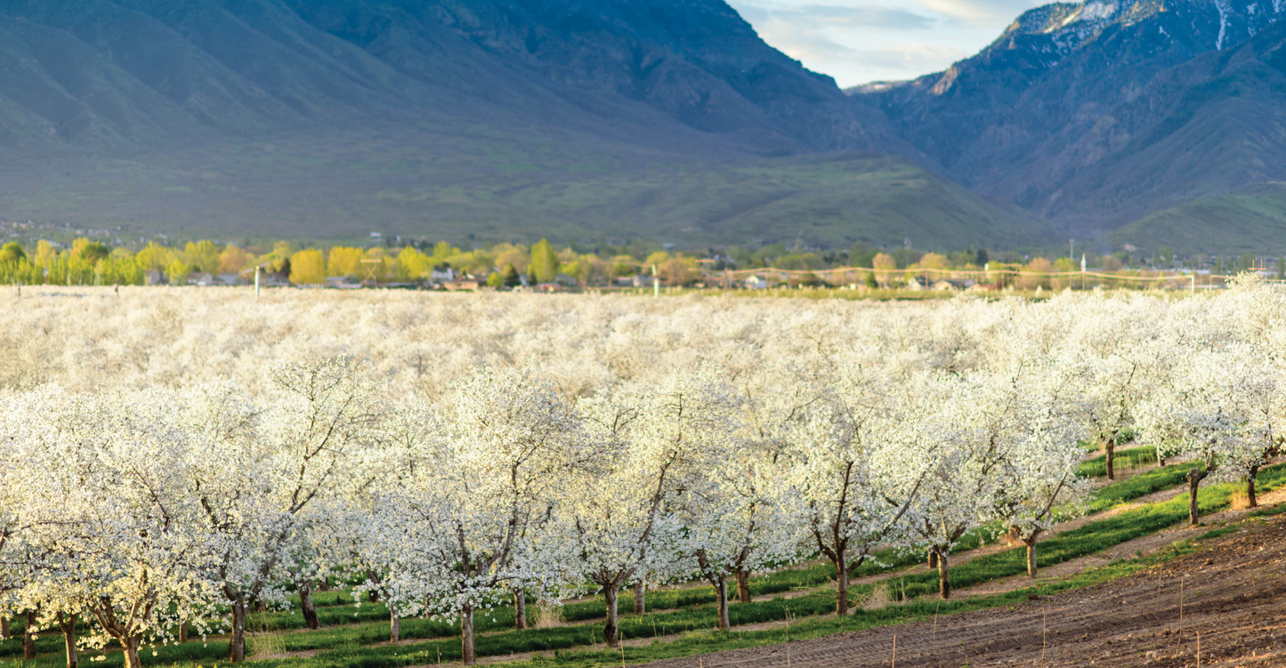 Montmorency Heirloom Sour Cherry