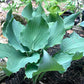 Winter Frost Hosta Hosta Plants online shopping