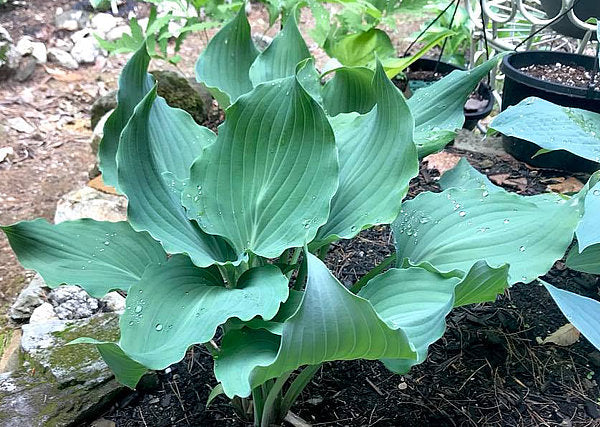 Winter Frost Hosta Hosta Plants online shopping