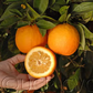 Daidai Double Calyx Sour Orange Budwood citrus plant material online shopping