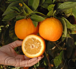 Daidai Double Calyx Sour Orange Budwood citrus plant material online shopping
