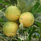 Variegated Cara Cara Pigmented Navel Orange Budwood citrus plant material online shopping