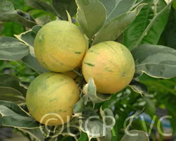 Variegated Cara Cara Pigmented Navel Orange Budwood citrus plant material online shopping