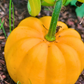 Orangita F1 Pumpkin