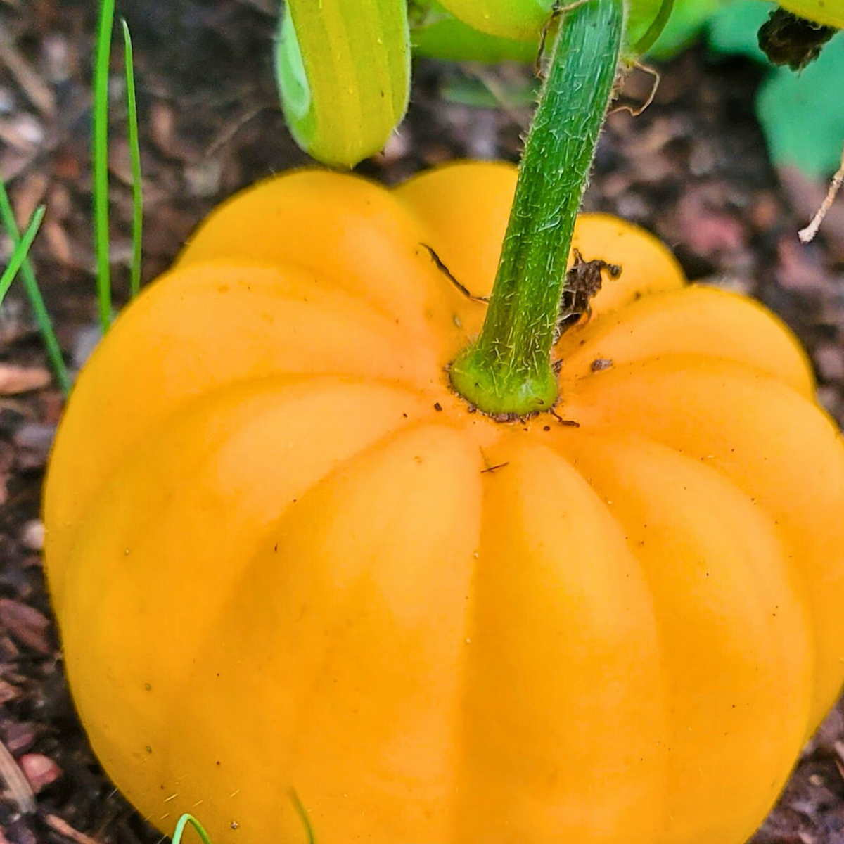 Orangita F1 Pumpkin