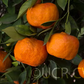 Changsha Mandarin Budwood citrus plant material online shopping