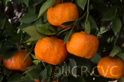 Changsha Mandarin Budwood citrus plant material online shopping