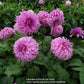 Vassio Meggos Dahlia Plants online shopping