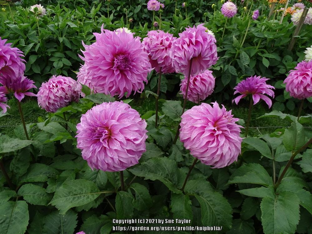 Vassio Meggos Dahlia Plants online shopping