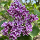 Sensation Lilac lilac plant online shopping
