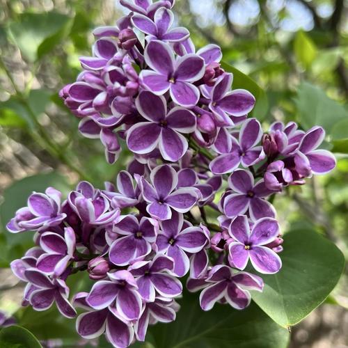 Sensation Lilac lilac plant online shopping