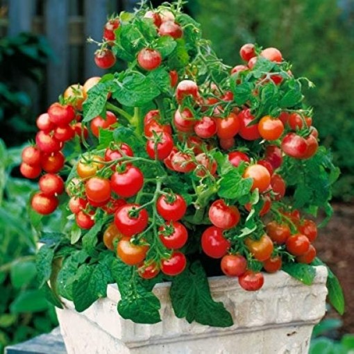 Tiny Tim Cherry Tomato
