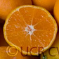 Frost Owari Satsuma Mandarin Budwood citrus plant material online shopping