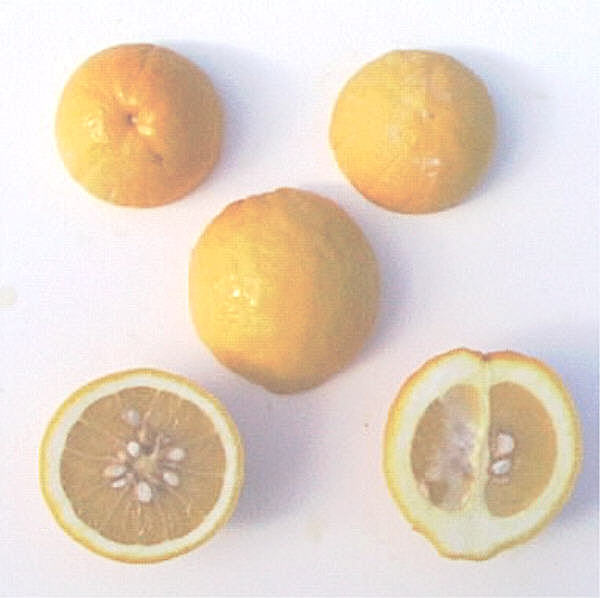 Swingle Citrumelo Trifoliate Hybrid Budwood citrus plant material online shopping