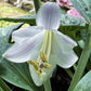 Ripped Hosta Plants online shopping